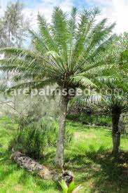 Image result for Cycas