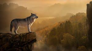 3840x2160 58 4k wolf wallpapers on wallpaperplay. Wolf Full Hd Hdtv Fhd 1080p Wallpapers Hd Desktop Backgrounds 1920x1080 Images And Pictures