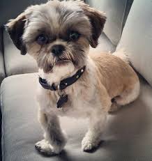 Shih tzu dog grooming grooming boutique las vegas. Kelowna Shih Tzu Puppy Shih Tzu Shih Tzus