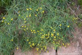 Image result for Octolepis