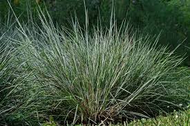 Image result for Schizachyrium