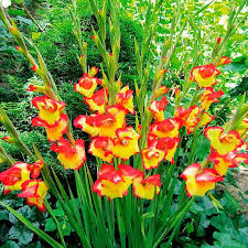 Winterharte Zwerg Gladiole Las Vegas Online Kaufen Bei Gartner Potschke Winterharte Pflanzen Garten Winterharte Blumen Gladiolen