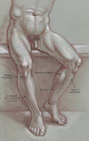 Maybe you would like to learn more about one of these? Muscles Of The Leg And Foot Classic Human Anatomy In Motion The Artist S Guide To The Dynamics Of Figure Drawing