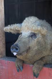 Animal hair is usually called fur. Mangalitsa Curly Haired Pig Cute Animals Cute Pigs Animals Beautiful