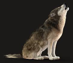 Howling Wolf By Massimo Righi Creatures 3d Cgsociety Wolf Howling Wolf Sitting Wolf Dog
