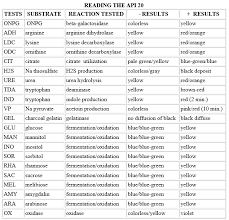 43 Api 20e Multitest Strip Biology Libretexts