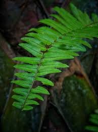 Image result for Lomariopsidaceae