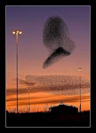 murmuration of starlings swindon wiltshire starling swindon murmuration