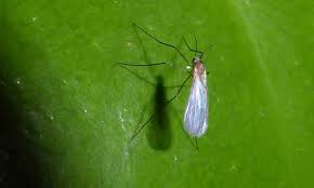 Thankfully, i've got some great tips to help you banish these annoying little bugs for good. Fungus Gnats How To Kill Them Forever 2018 Update
