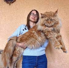 Pin On Maine Coon Cat Breed S Facts