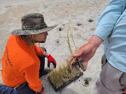 There are five major dune shapes: Subcontractor Begins Dune Planting To Wrap Up Emerald Isle Nourishment Project News Carolinacoastonline Com