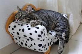 Hallo ::w ich bin schon mit vielen katzen und anderen tieren aufgewachsen. Katze Durch Einschlafern Erlosen Der Richtige Zeitpunkt