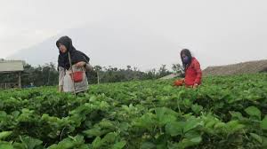 We never escape from their screams, and we never stop trying to find them. Kembangkan Strawberry Petik Sendiri Di Lereng Merbabu Tribunjateng Com