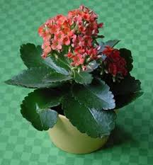 Kalanchoe Blossfeldiana Poelln Madagascar Widow S Thrill Kalanchoe Blossfeldiana Jade Plants Plants