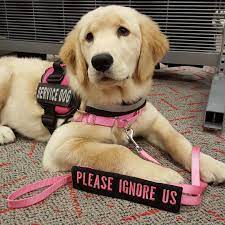Pin By Marcy Jadryev On Service Dogs Service Dogs Service Dog Patches Service Dogs Gear