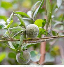 Image result for Diospyros dichrophylla
