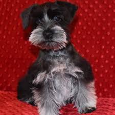 In dog world parlance 'parti' or 'particolor' means with white patches. Schnauzer Breed Colors Loyal Luv S Schnauzers Carriere Ms