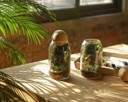 Hình ảnh về Một người đang say mê tự tay tạo nên terrarium của riêng mình