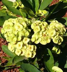 Image result for Euphorbia corniculata