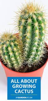 Popular pots for cactus of good quality and at affordable prices you can buy on aliexpress. All About Growing Cactus How To Grow Cactus Cactus Types Plant Projects