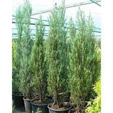 Plant height and spread is seasonal therefore we list by pot size rather than a defined plant size. Buy Juniper Rocky Skyrocket In Kiev Juniperus Scopulorum Skyrocket Seedlings In Containers
