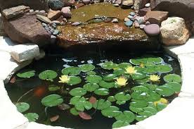 Selanjutnya, anda juga perlu mengetahui aspek tambahan kaitannya dengan kolam ikan minimalis di halaman belakang rumah. Saat Memiliki Kolam Taman Ada 3 Aturan Dalam Fengshui Yang Harus Ditaati Ini Dia Semua Halaman Idea