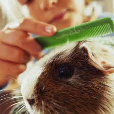 Clipping your guinea pigs nails on a monthly basis will ensure that they do not grow too much. Guinea Pig Grooming And Nail Trims