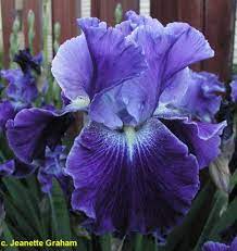 Tbdaughterofstars Tbathrue Iris Wiki Iris Garden Iris Flowers Purple Garden