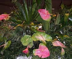 We did not find results for: Wallpaper Bunga Anthurium Merah Hd Unduh Gratis Wallpaperbetter