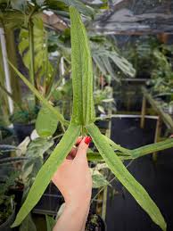 Image result for Lasimorpha