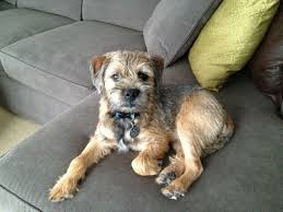 Rupert The Border Terrier With Images Border Terrier Patterdale Terrier Terrier Dogs