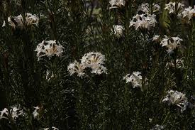 Image result for Gnidia goetzeana