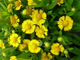 Image result for Helenium autumnale