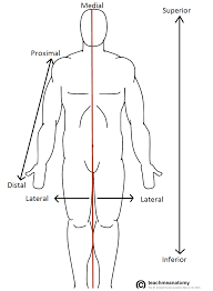 Anatomical Terms Of Location Directional Terms Anatomia Anatomia Humana Auxiliar De Enfermeria