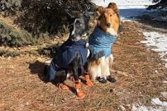 Best Dog Shoes and Boots of 2025 (Tested)