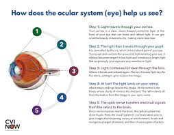 Maybe you would like to learn more about one of these? How The Eyes Work Perkins School For The Blind