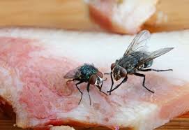 Technically, cats can eat flies. If A Fly Lands On Your Food Stop Eating It Immediately Metro News