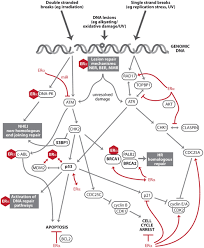 Maybe you would like to learn more about one of these? Frontiers Estrogen Signaling And The Dna Damage Response In Hormone Dependent Breast Cancers Oncology