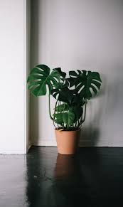 Is This Like The Neatest Monstera Or Whaaat I N S T A G R A M Emilymohsie Plants Indoor Plants Planting Flowers