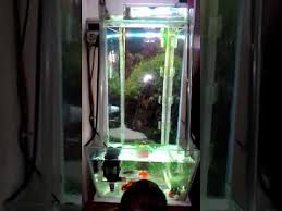 Dengan bentuk unik dan simpel ini, sangat cocok untuk meja kerja atau ruang tamu, aquarium jenis ini biasanya di lengkapi dengan lampu , bisa di gunakan. Aquarium Unik Youtube