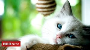 The pet fund is a registered 501(c)3 nonprofit that provides assistance with veterinary care. Covid Scientists Find More Evidence Of Human To Cat Transmission Bbc News
