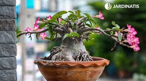 We did not find results for: Rosa Del Desierto O Adenio Caracteristicas Y Cuidados Jardinatis