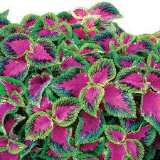 Image result for Coleus guerkei