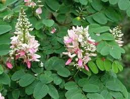 Image result for Indigofera conjugata
