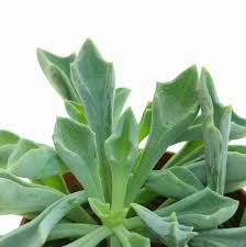 Image result for Senecio consanguineus