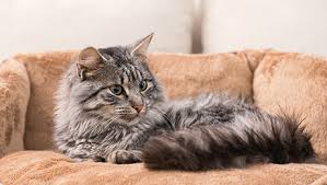 Classic pregnancy symptoms usually don't begin until the day your period is depends: Cat Pregnancy Everything You Need To Know Purina