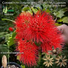 Image result for Combretum constrictum