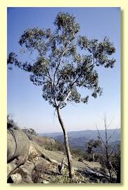 Image result for Scoparia