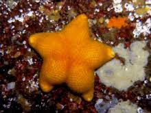 Tagged with eatwhatyouwant, starfish, thisispatrick; Star Fish Gifs Tenor