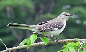 Other possible state symbols include animals, fish. Tennessee State Bird Mockingbird